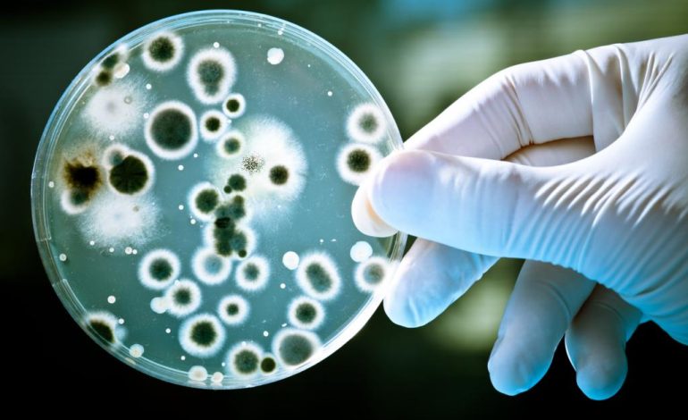 Sustained rise in antimicrobial resistance in India