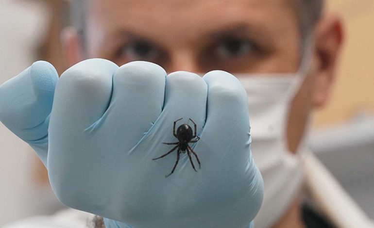 Antivenom could prevent the appearance of necrotic skin lesion
