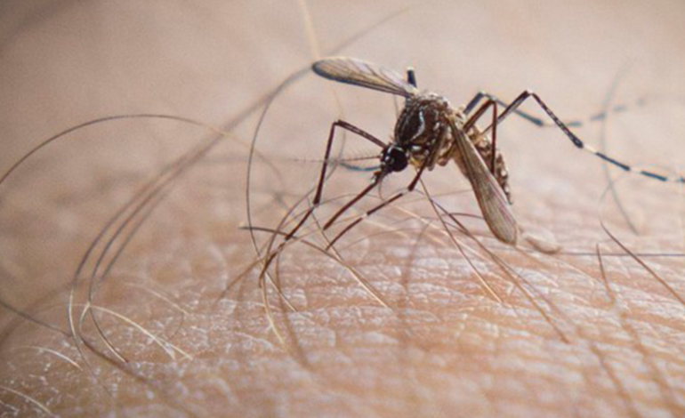 Super-resistant mosquitoes in Asia pose growing threat: Study