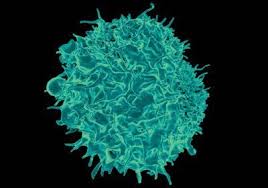 US researchers eye developing mucosal vaccines for respiratory viruses