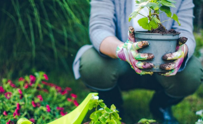Gardening May Help Reduce Cancer Risk and Boost Mental Health