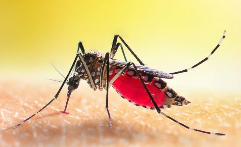 How Climate Change Is Spreading Malaria in Africa