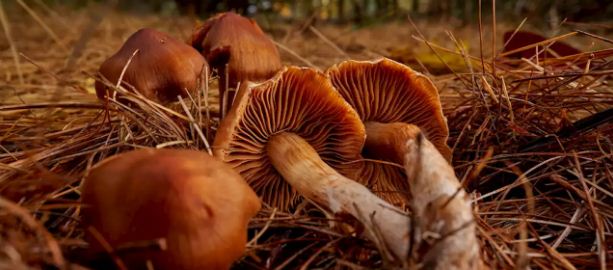 Beware of Fungi on Flour: It Won’t Turn You Into a Zombie, but It Can Make You Sick
