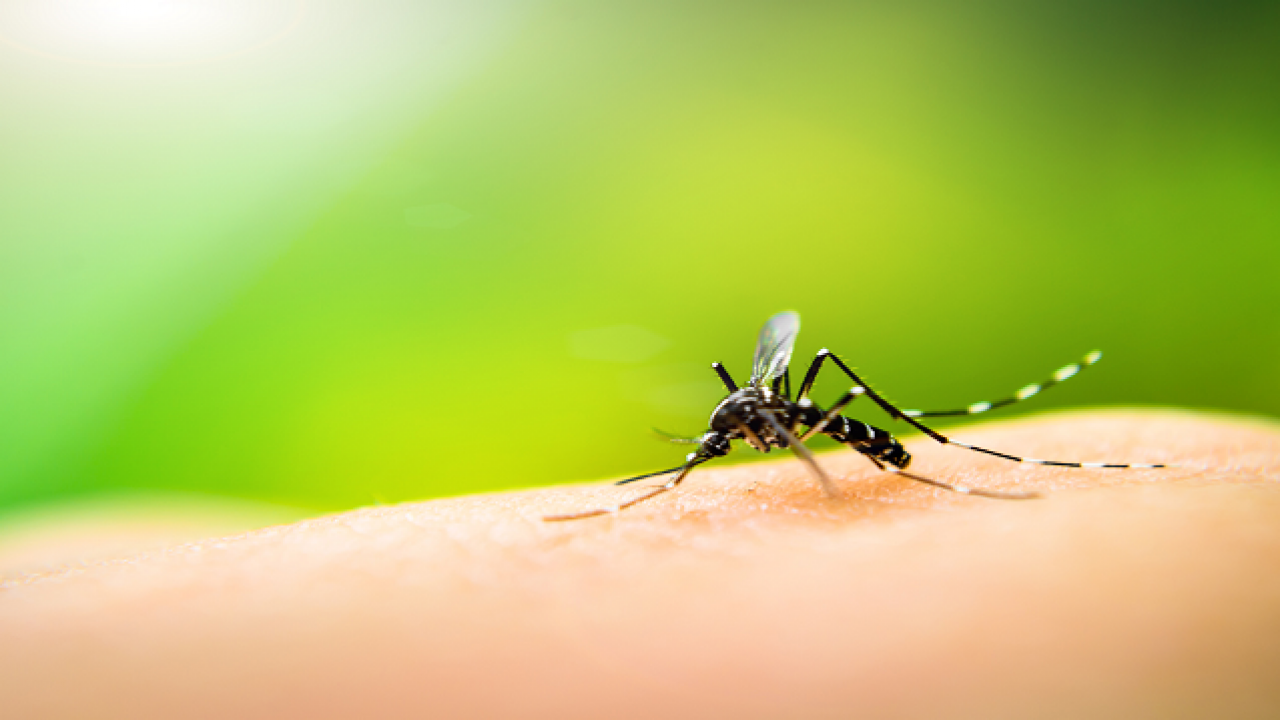 Mosquito-borne diseases become climate reality in warming Pacific