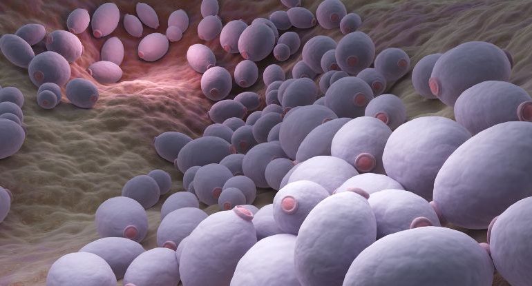 The Potentially Deadly Candida Auris Fungus Is Spreading Quickly in the U.S.