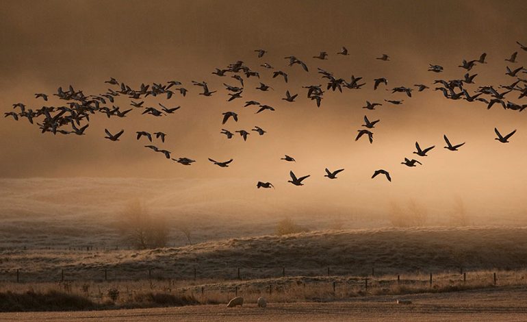 Chile Detects New Bird Flu Outbreak in Industrial Facility