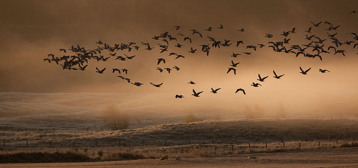 Chile Detects New Bird Flu Outbreak in Industrial Facility