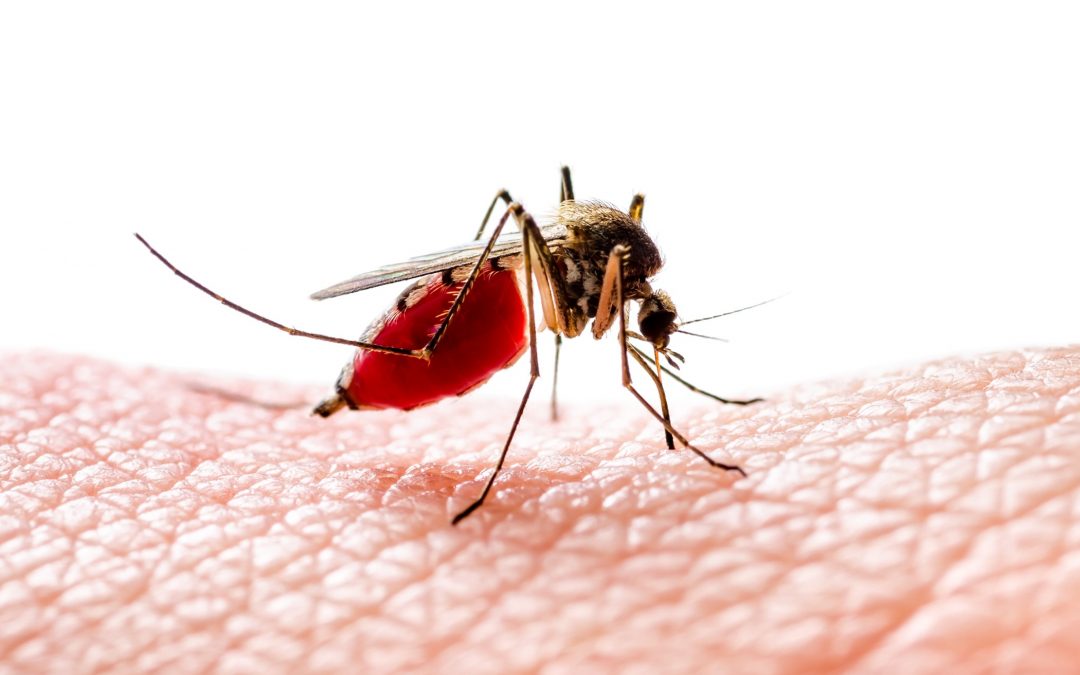 Travelling to Chikungunya Prone Areas? Here’s What You Must Keep in Mind