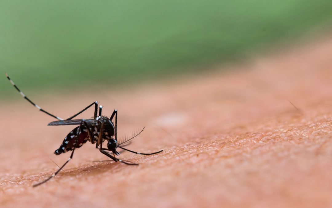 Foods to help fight Dengue