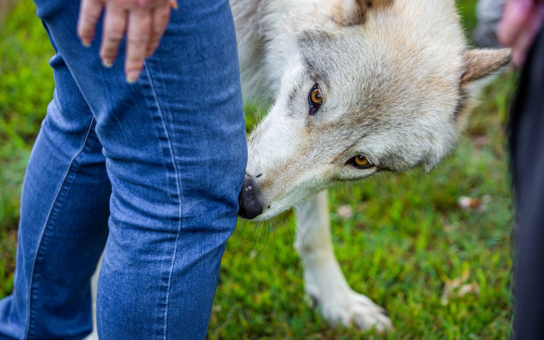 Dogs revolutionize disease detection