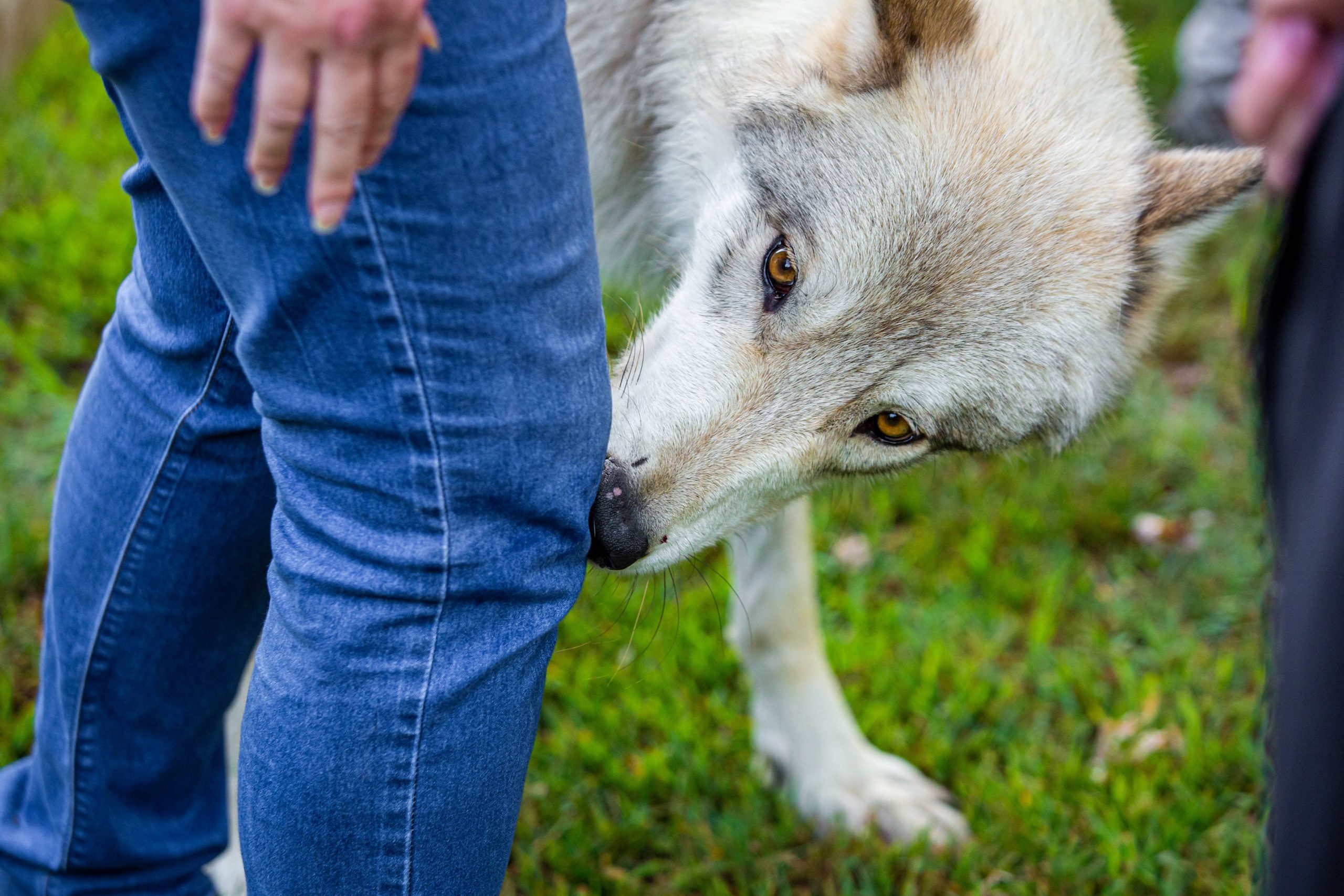 Dogs revolutionize disease detection