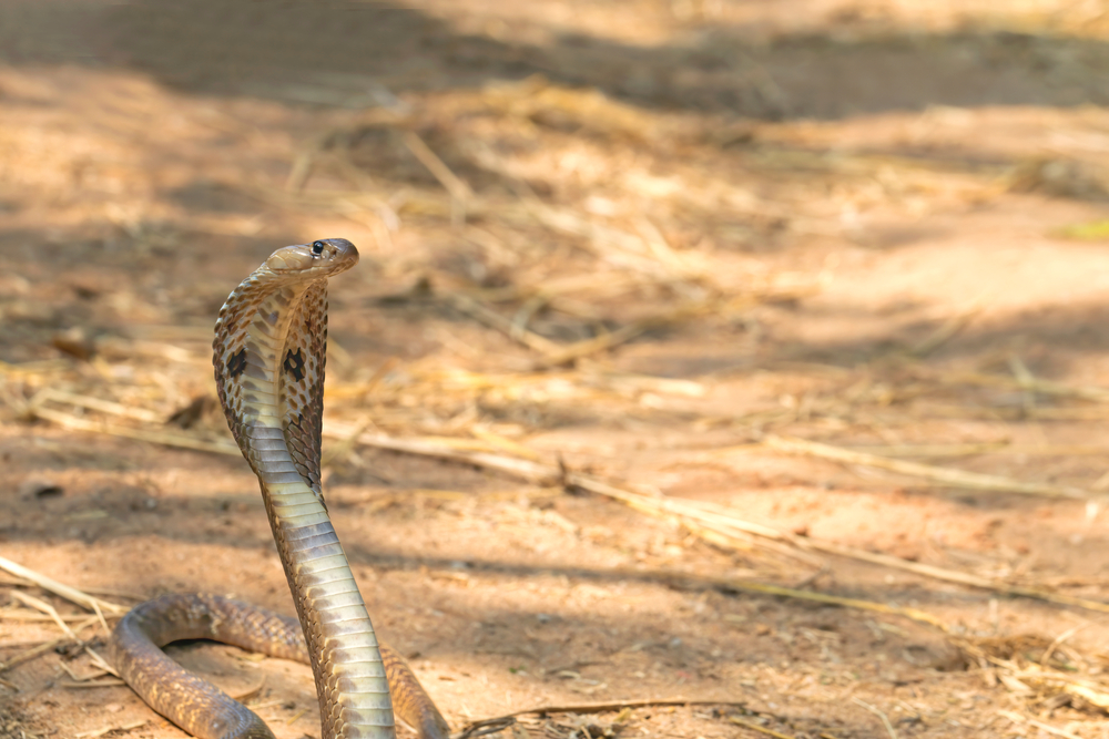 Indian Cobra Genome Decoded: How Can This Knowledge Fight Snakebite?