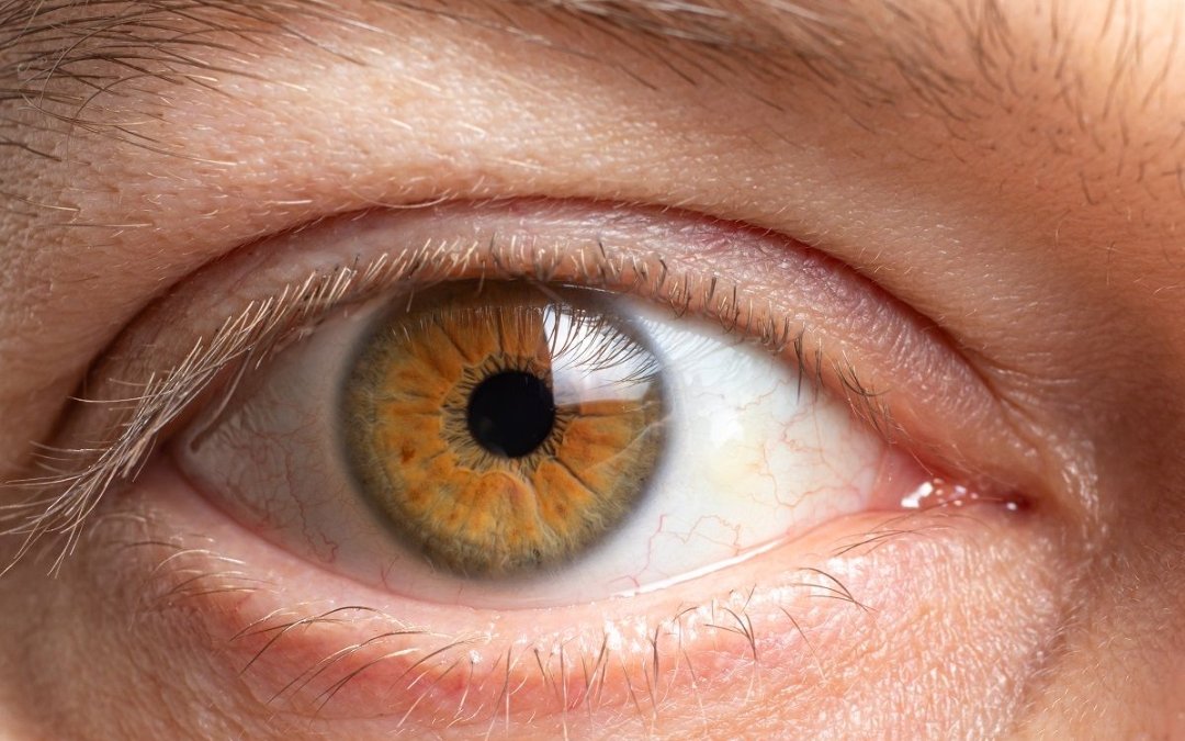 Improved retinal transplant technique ready for clinical trials