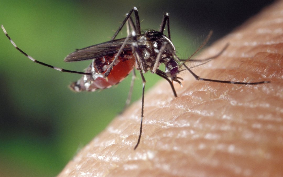 Geoengineering worsen the tropical malaria outbreak
