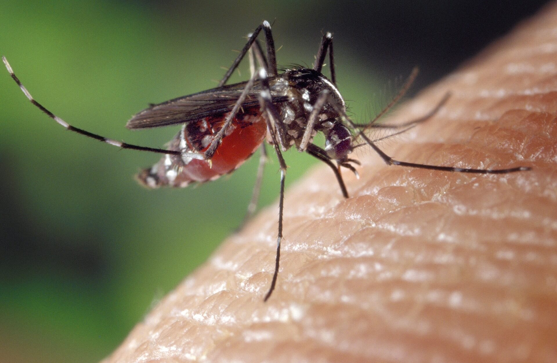 Geoengineering worsen the tropical malaria outbreak