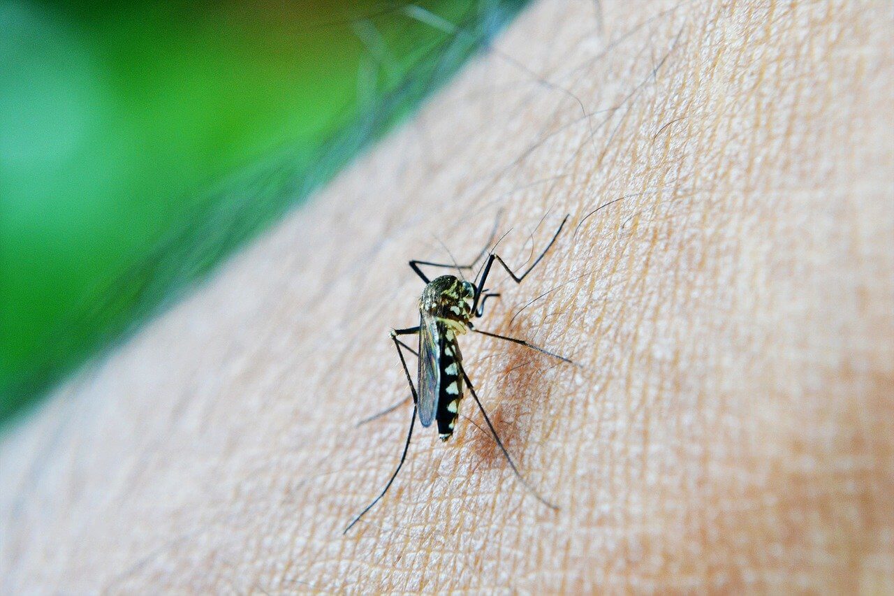 Dengue Virus Makes Mosquitoes Bite More Often