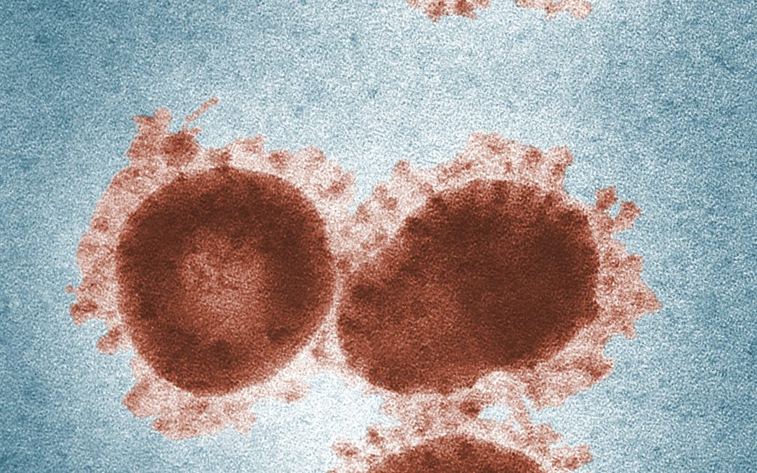 Two more cases of monkeypox virus confirmed in England