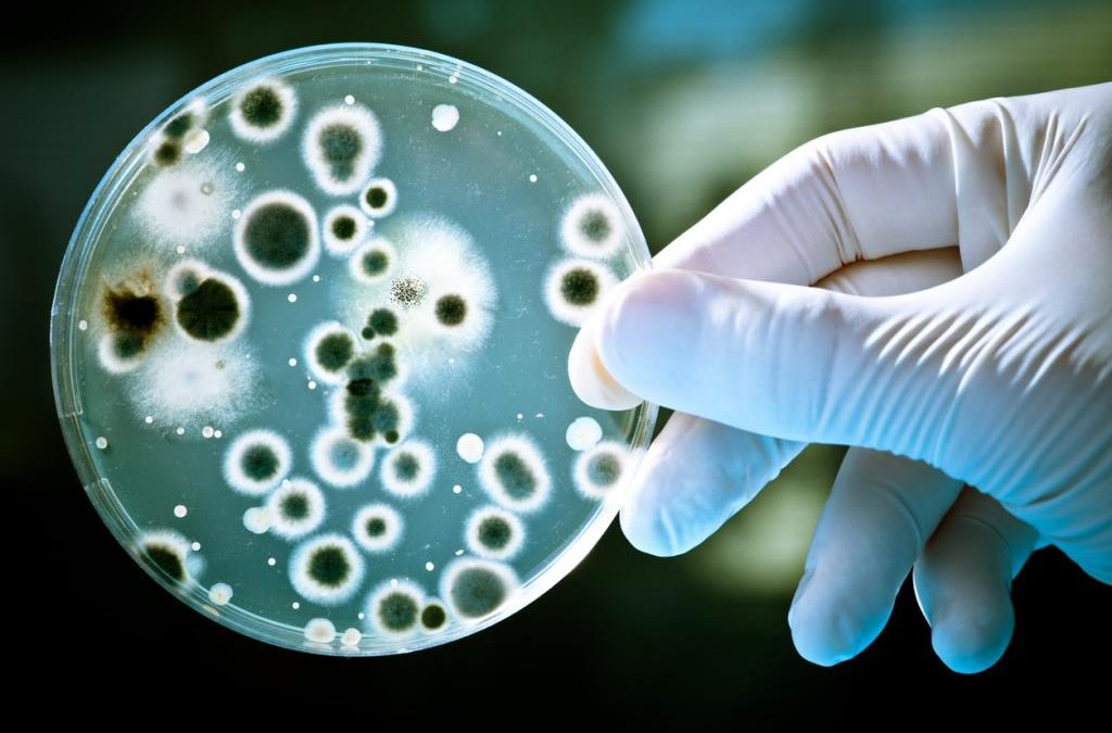 Sustained rise in antimicrobial resistance in India