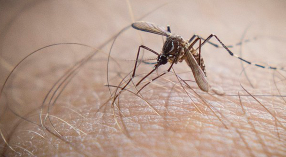 Super-resistant mosquitoes in Asia pose growing threat: Study