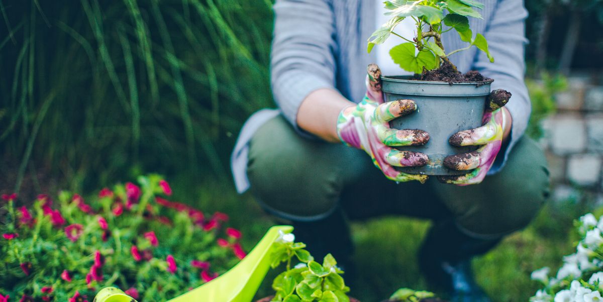 Gardening May Help Reduce Cancer Risk and Boost Mental Health