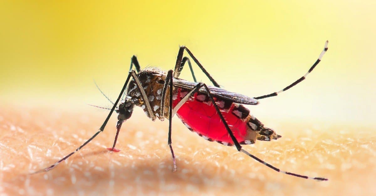 How Climate Change Is Spreading Malaria in Africa