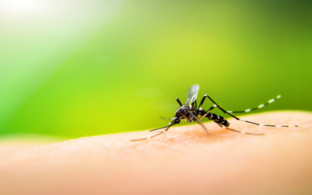 Mosquito-borne diseases become climate reality in warming Pacific