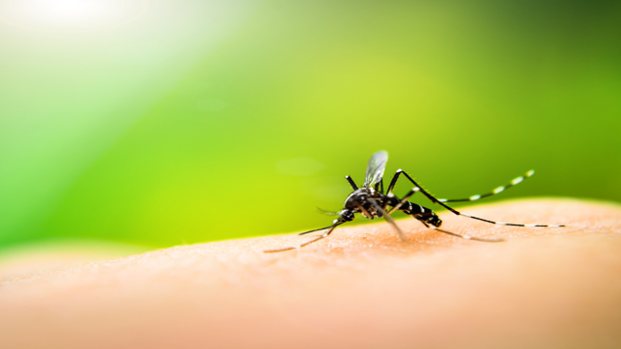 Mosquito-borne diseases become climate reality in warming Pacific ...