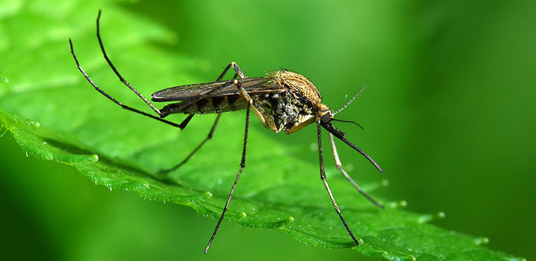 Disease Fears Raised Over New Mosquitoes Specie Reported in Florida