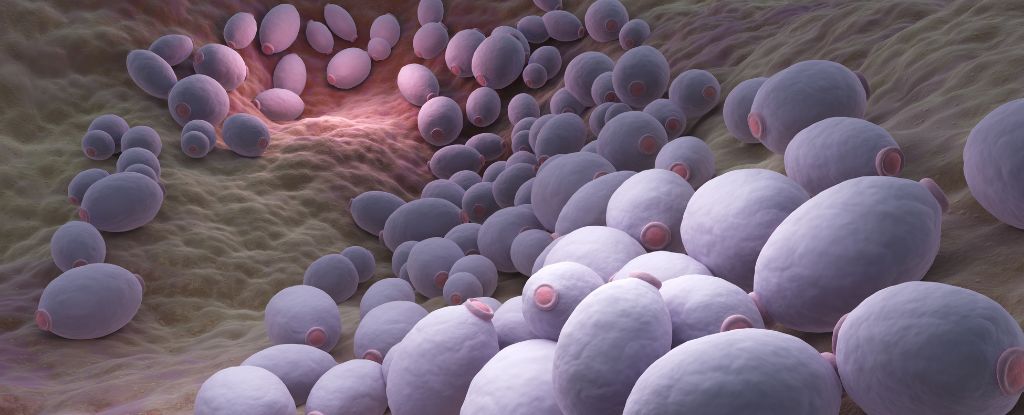 The Potentially Deadly Candida Auris Fungus Is Spreading Quickly in the U.S.