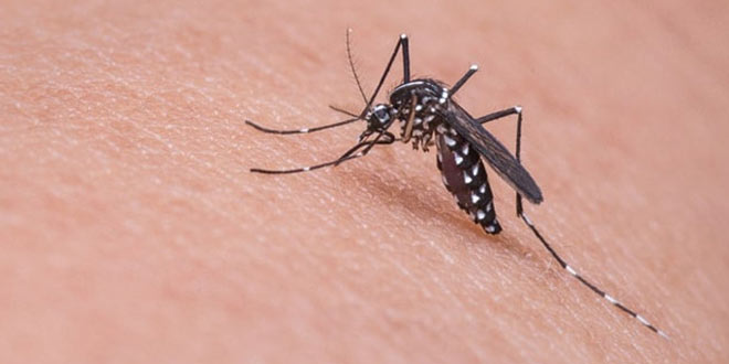 Vector-borne diseases and ways to prevent them