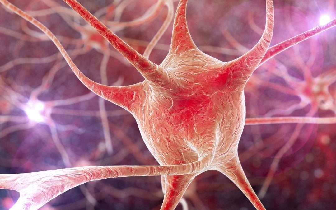 100-Year-Old Brain Mystery: What Does Temporal Pole Do?